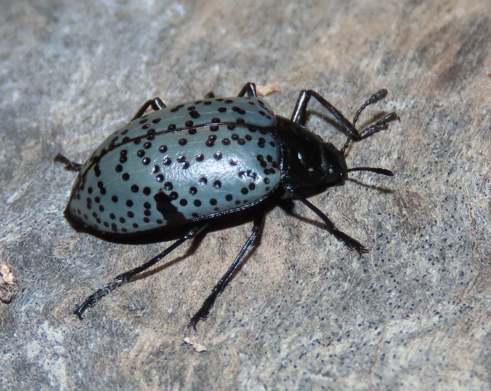 Light blue beetle with small black spots scattered across it