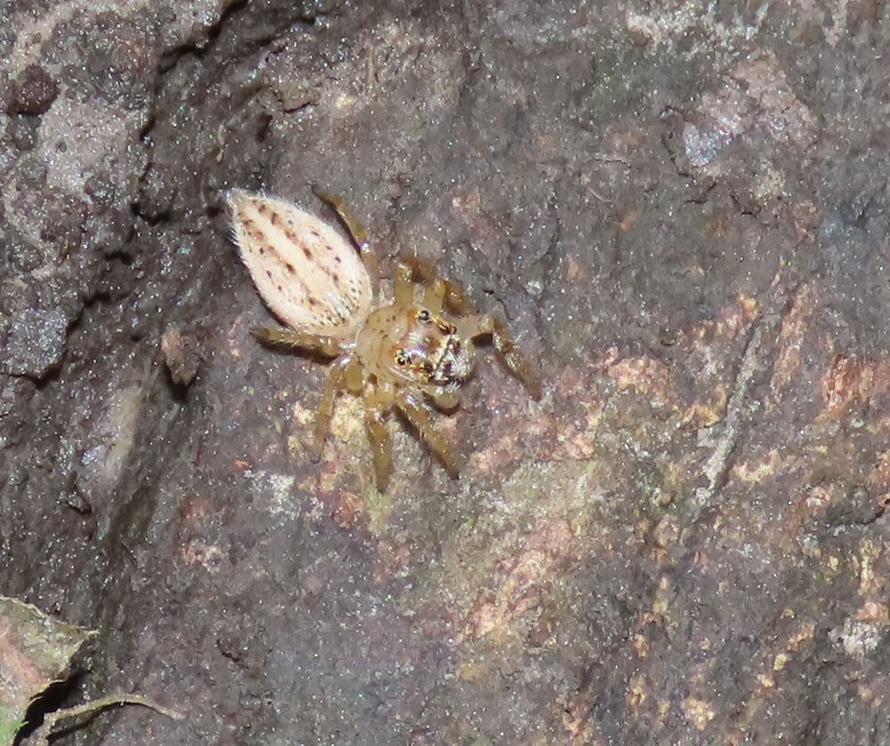 A female Colonus sp jumping spider crossing the path in Morris County, KS in early fall of 2025. Females like this one are pale, looking like an entire different species than the dark, more colorful male.