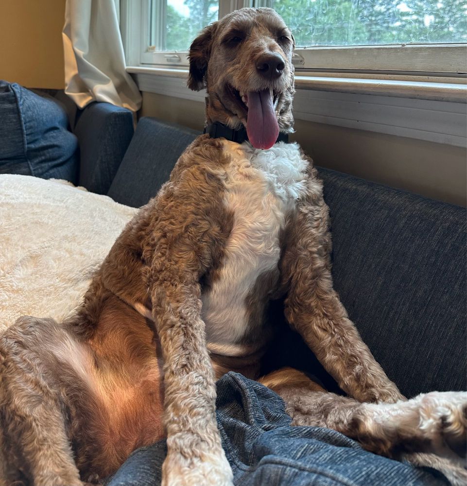 Dog sitting in a strange pose.