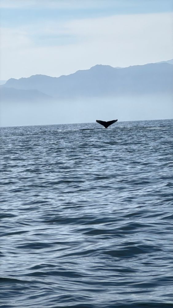 A humpback whale’s tail splashing out of the water in Puerto Vallarta.