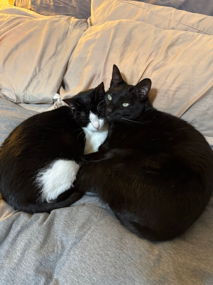 Mochi the tuxedo and Boba the void kitty cuddle on a gray bed. 