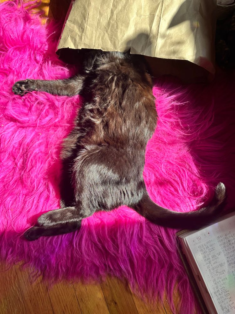 My brown almost black Burmese mix cat sprawled out on her hot pink pelt with her head inside a very rumpled brown paper grocery bag. 