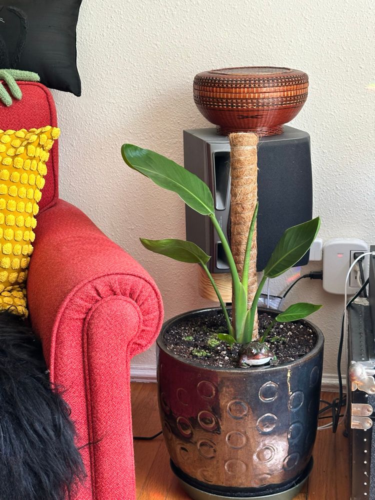A 21” monstera plant potted in a dark blue pot with stamped in circles with a new moss pole and a toy frog friend. You can see the arm out my orange armchair and a very beautiful electrical outlet behind the pot. 