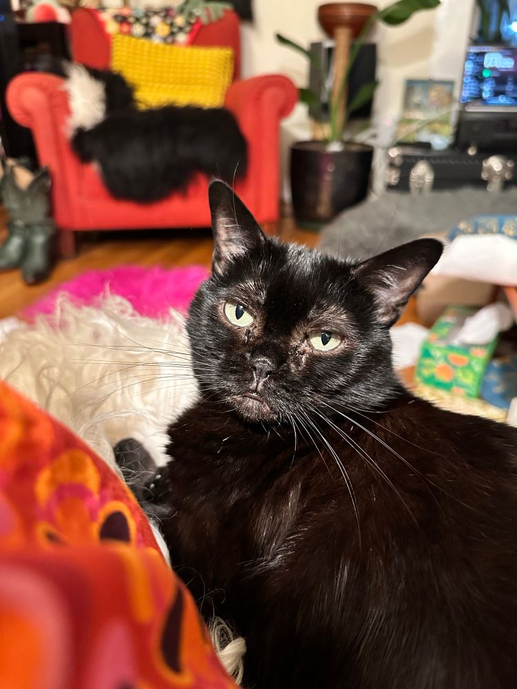 My brown almost black Burmese cat’s frown smashy face. 