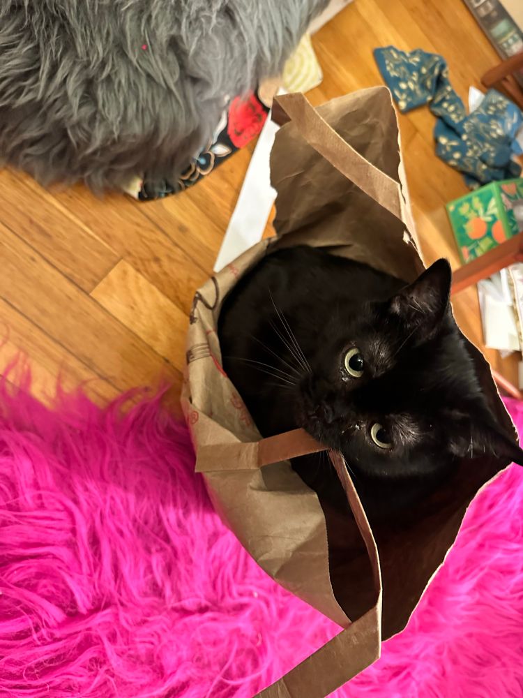 My brown almost black Burmese mix cat stares up at you from inside of a previously destroyed and resurrected paper grocery bag that is in top of her bright pink pelt. 