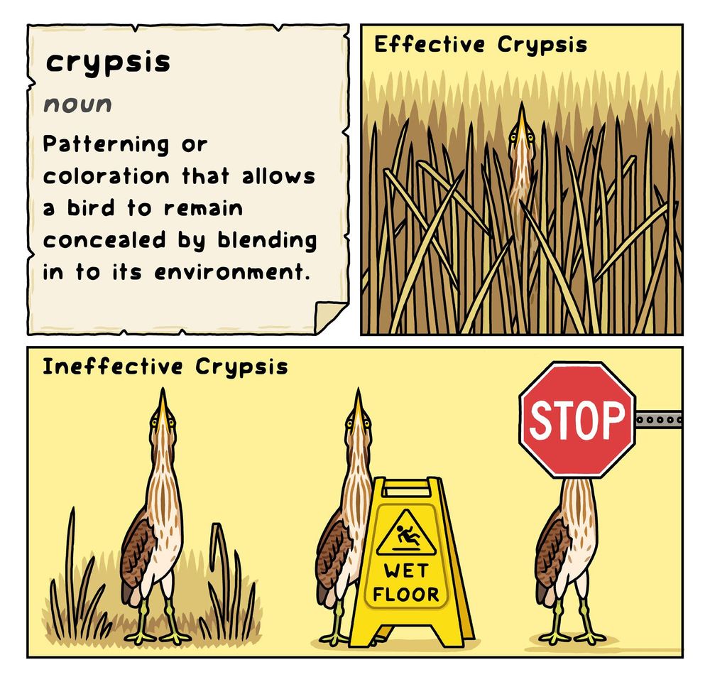 Bird and Moon Comics does a comic about ornithological vocabulary for every issue of the Cornell Lab of Ornithology's wonderful Living Bird magazine. Here's the latest one, featuring the American Bittern.