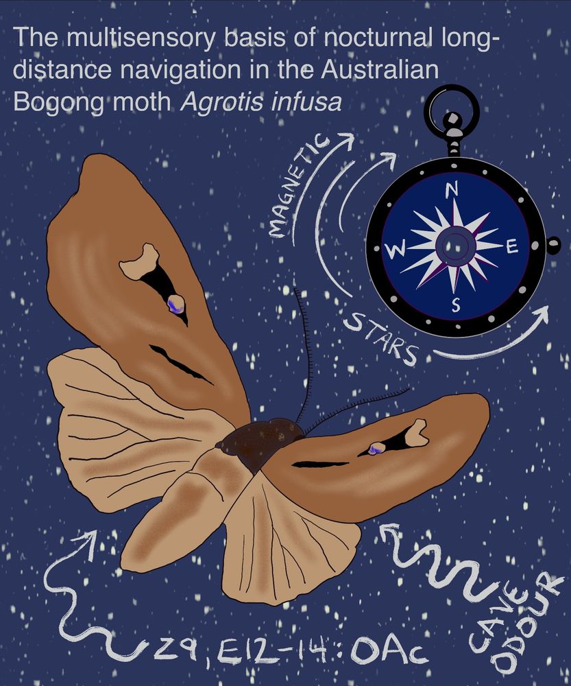 Bogong moth illustration by @terngirl