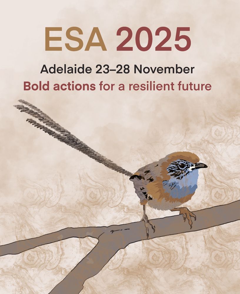 Mallee emu-wren illustration by @terngirl