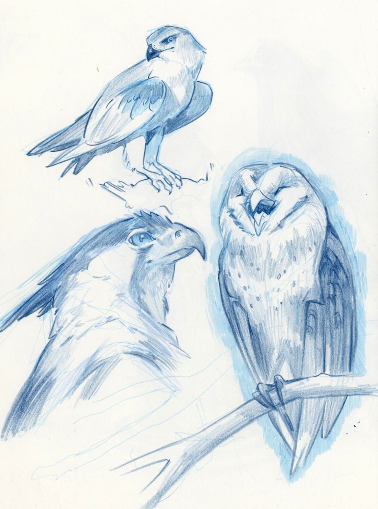 Sketchbook page of birds