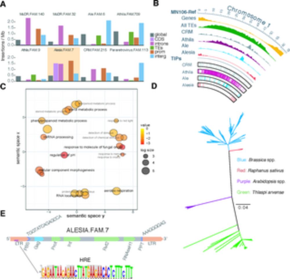 Transposon dynamics in the emerging oilseed crop Thlaspi arvense