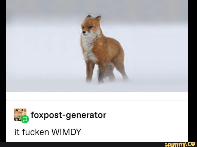 A wind blown fox and the text it fucken wimdy.
