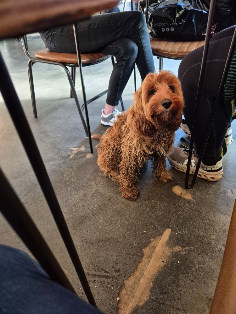 A small dog staring at me.