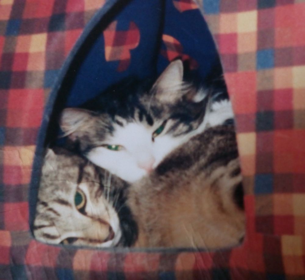 Mes deux chats, quand ils étaient encore là. Un duo magique, ils me manquent tous les jours ♥️♥️♥️