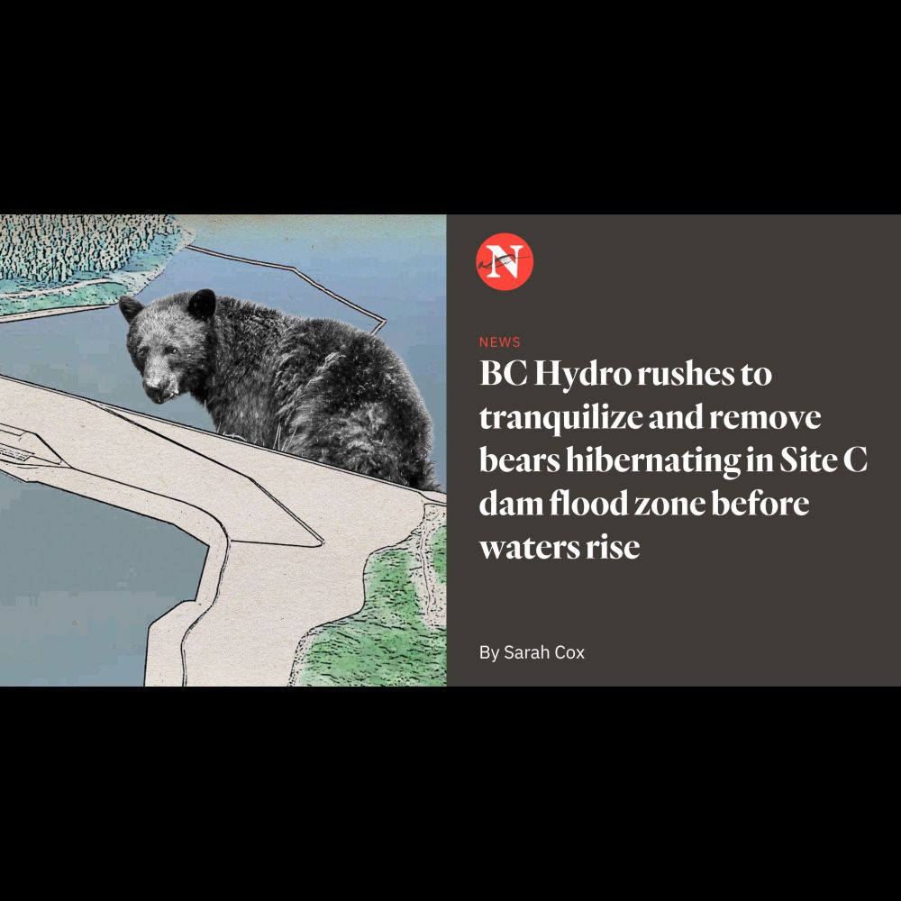 BC Hydro rushes to move hibernating bears in Site C dam flood zone | The Narwhal