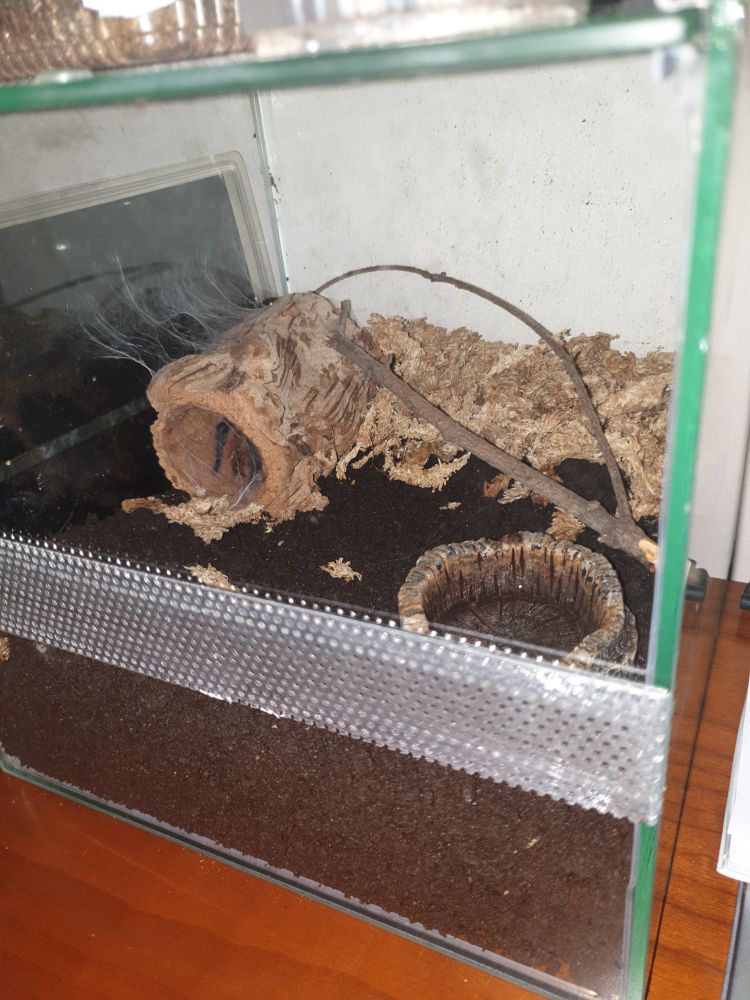 Chromatopelma cyaneopubescens hiding in fake tree trunk in terrarium filled with peat and peat moss, side view with water dish and small tree branch also visible