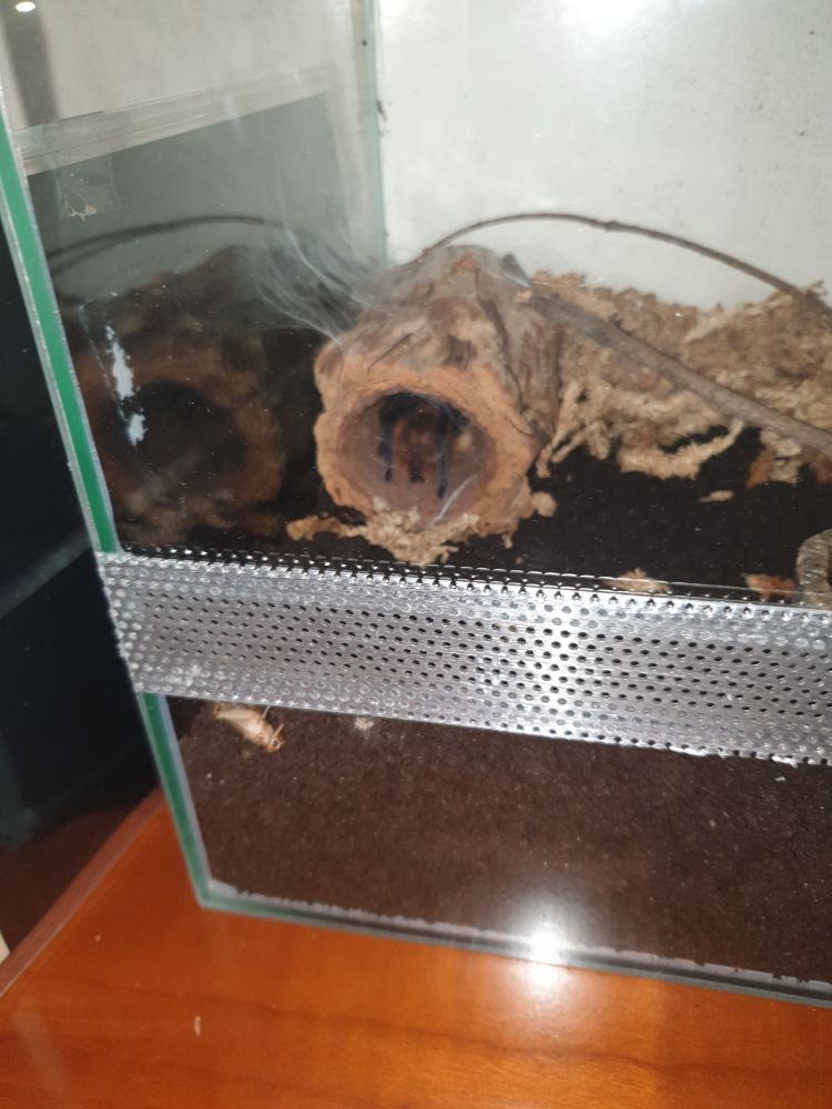 Chromatopelma cyaneopubescens hiding in fake tree trunk in terrarium filled with peat and peat moss
