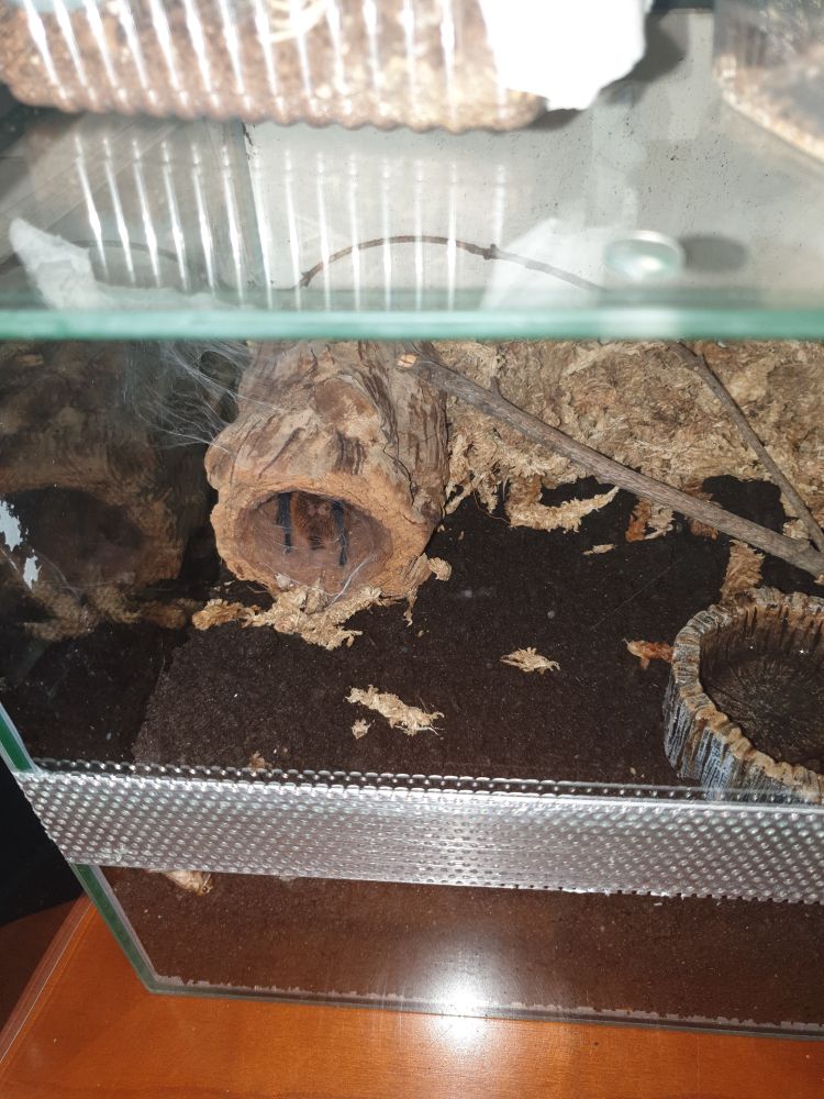 Chromatopelma cyaneopubescens hiding in fake tree trunk in terrarium filled with peat and peat moss, top view with water dish and small tree branch also visible