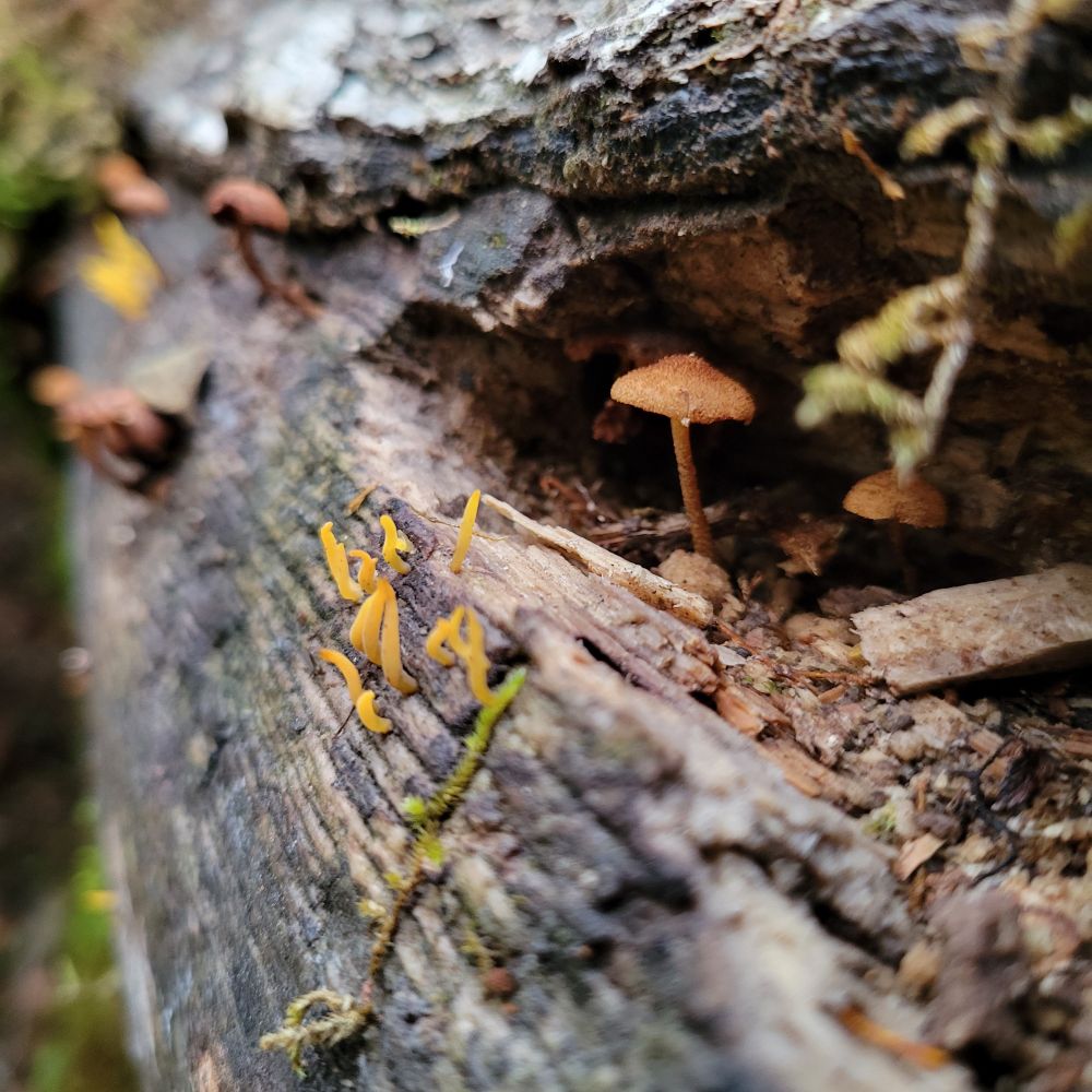 two little mushrooms growing in a hole in a log, next to some little orange tendrils