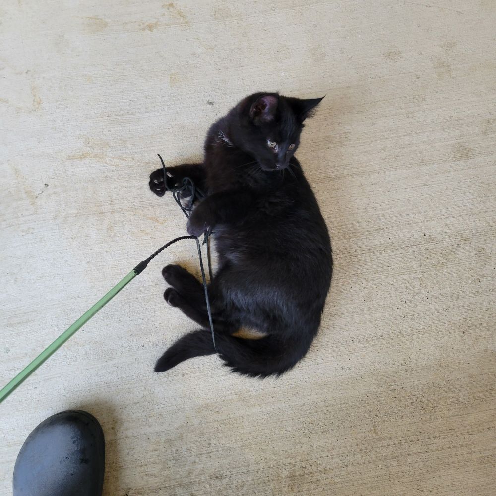 a little black cat wrasslin' with a toy 