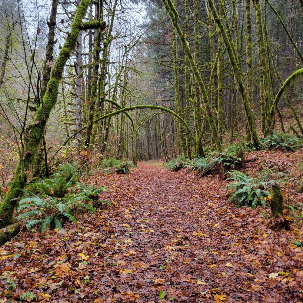 a soggy forest with a path covered in fallen leaves