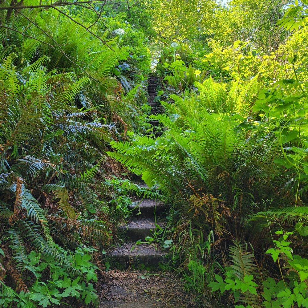 a concrete staircase overgrown by ferns