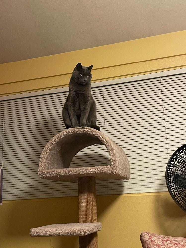 An imperious gunmetal gray cat sitting atop a cat tree. The wall behind him is sunflower yellow, surrounding a window with Venetian blinds.