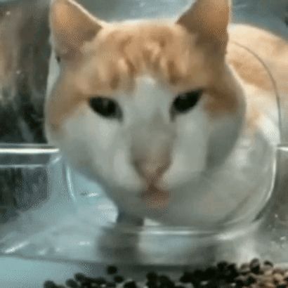 a close up of a cat sitting in a plastic container .