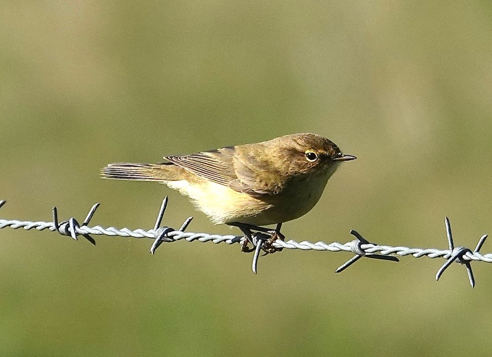 Chiffchaff migrating through South Downs near Steyning, W. Sussex, UK