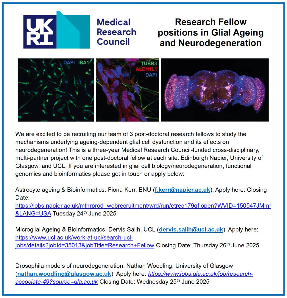 Header with images of cultured cells and a Drosophila brain. Text below reads:

We are excited to be recruiting our team of 3 post-doctoral research fellows to study the mechanisms underlying ageing-dependent glial cell dysfunction and its effects on neurodegeneration! This is a three-year Medical Research Council-funded cross-disciplinary, multi-partner project with one post-doctoral fellow at each site: Edinburgh Napier, University of Glasgow, and UCL. If you are interested in glial cell biology/neurodegeneration, functional genomics and bioinformatics please get in touch or apply below: Astrocyte ageing & Bioinformatics: Fiona Kerr, ENU (f.kerr@napier.ac.uk): Apply here: Closing Date: https://jobs.napier.ac.uk/mthrprod_webrecruitment/wrd/run/etrec179gf.open?WVID=150547JMmr&LANG=USA Tuesday 24th June 2025 Microglial Ageing & Bioinformatics: Dervis Salih, UCL (dervis.salih@ucl.ac.uk): Apply here: https://www.ucl.ac.uk/work-at-ucl/search-ucl-jobs/details?jobId=35013&jobTitle=Research+Fellow Closing Date: Thursday 26th June 2025
Drosophila models of neurodegeneration: Nathan Woodling, University of Glasgow (nathan.woodling@glasgow.ac.uk): Apply here: https://www.jobs.gla.ac.uk/job/research-associate-49?source=gla.ac.uk Closing Date: Wednesday 25th June 2025