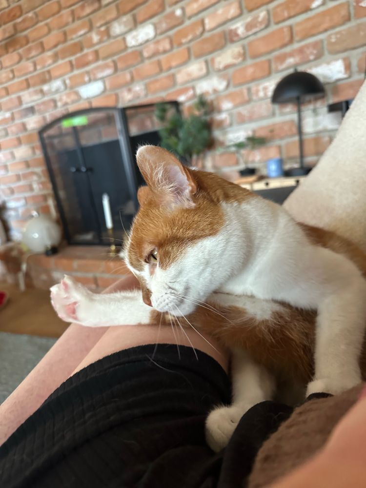 An orange and white cat sits in a lap and has started licking his toes