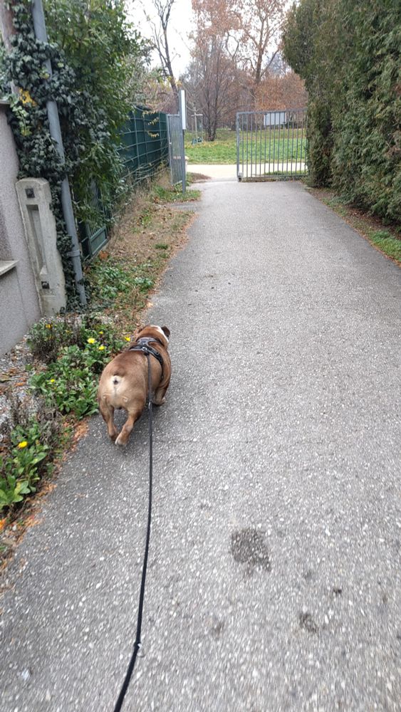 Weiß-braune englische Bulldogge mit schwarzem Brustgeschirr und schwarzer Leine läuft über einen asphaltierten Weg, Link und rechts sind Gärten, auf ein Tor zu. Man sieht denn Hund von hinten, draußen vor dem Tor ist ein Schotterweg und dahinter Wiese und Bäume.