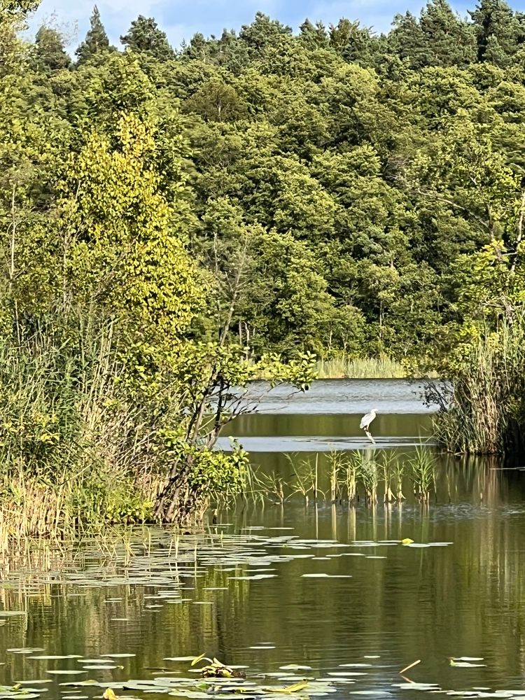In der Mitte des Bildes sitzt ein Graureiher auf einem Ast, der aus dem Wasser heraus ragt. Im Hintergrund ein dichter grüner Wald. Davor Wasser mit Seerosenblättern.