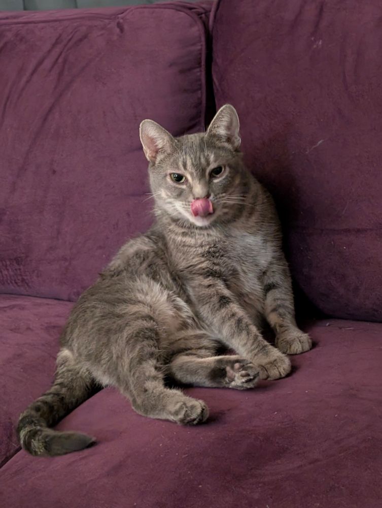A grey tabby sitting up slightly sprawled on a purple loveseat. She has been caught mid mlem.