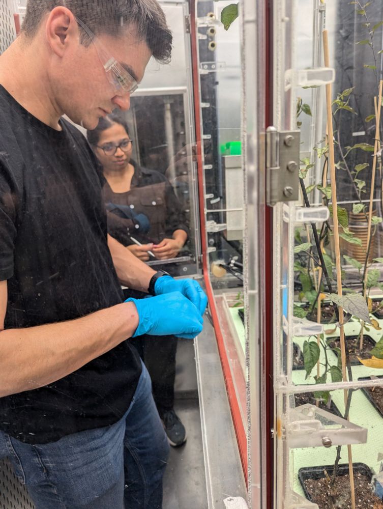 Suna and Marvin collecting transcriptomic analysis samples.