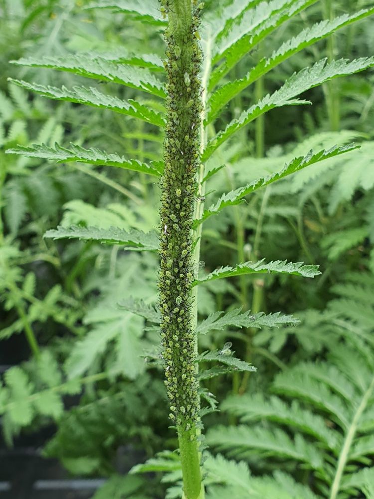 Tansy shoot covered in a specialist aphid - Macrosiphoniella tanacetaria