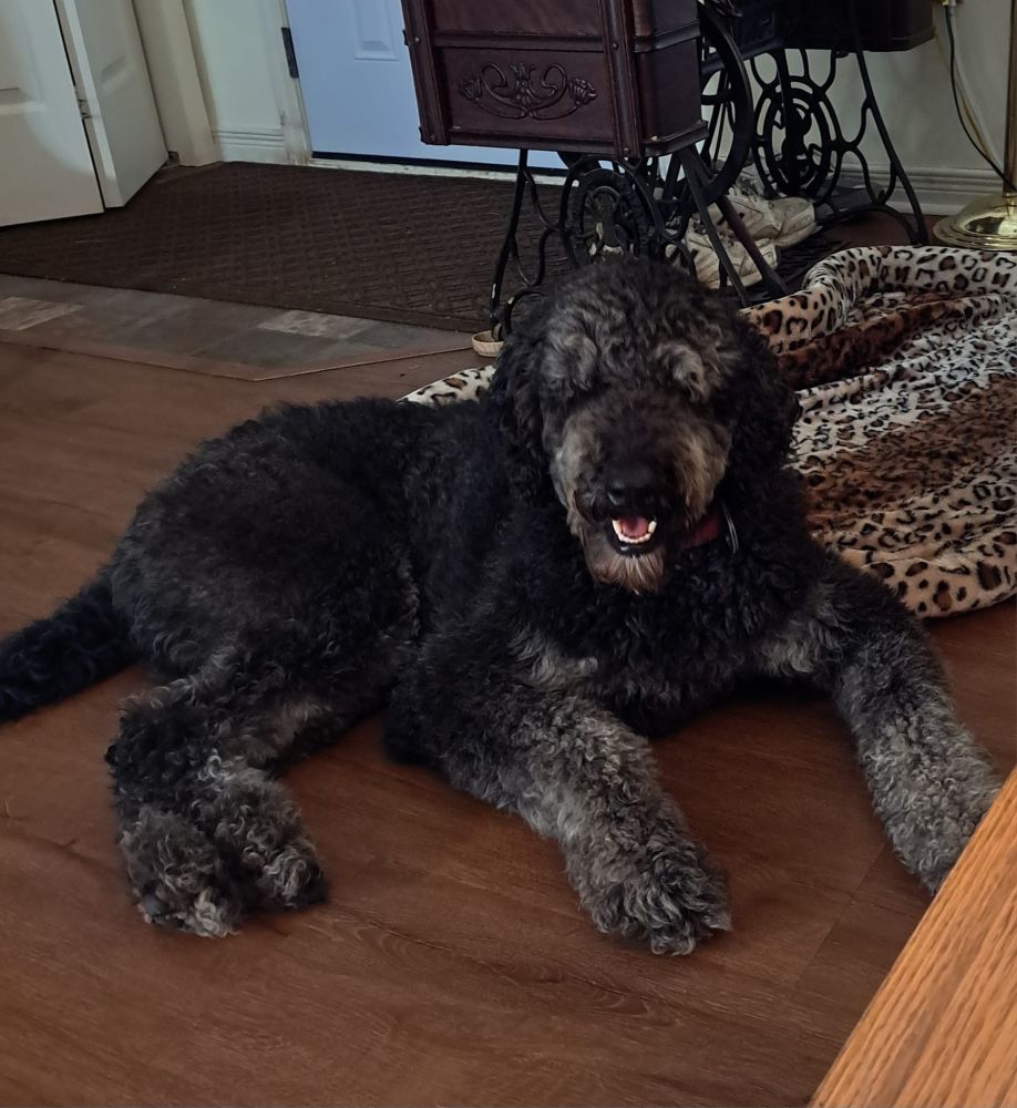 A very fuzzy black and gray dog laying on the floor.  He is a golden doodle, and his mouth is slightly open.