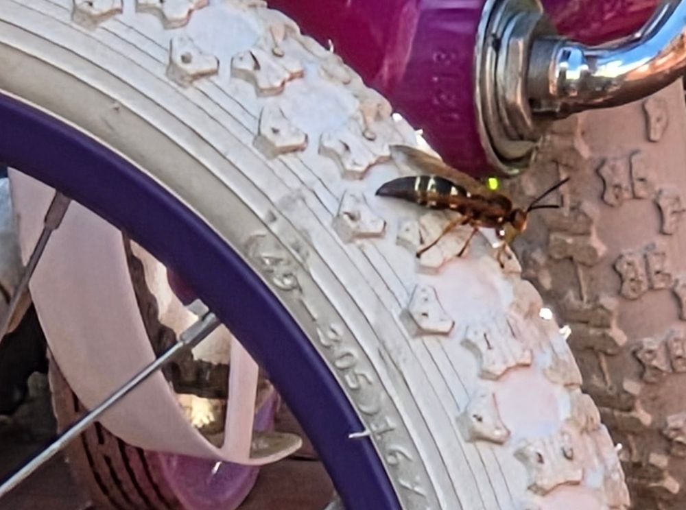 Cicada killer wasp.