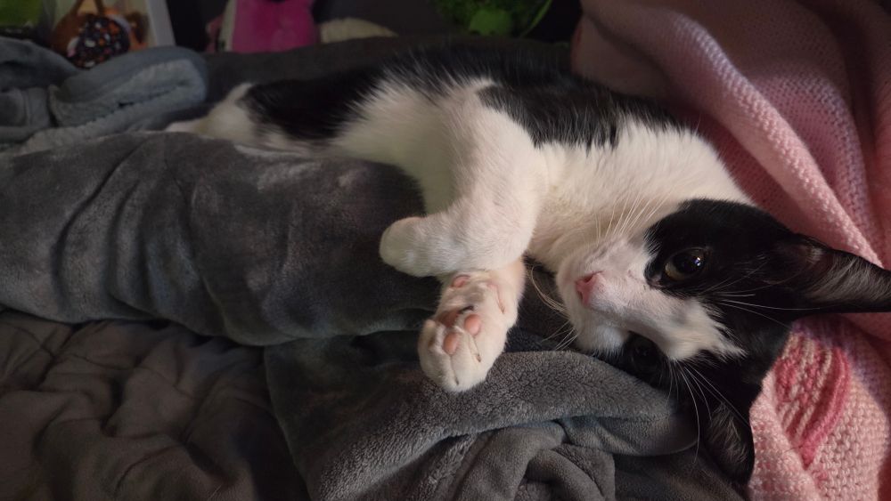 Black and white cat laying on a grey and pink blanket. 