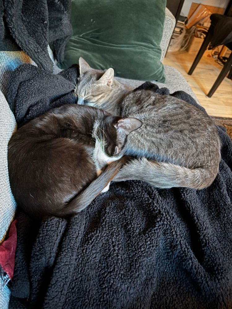 Two cats curled up on a blanket on the couch. One is a gray tabby, the other a black and white tuxedo cat. 