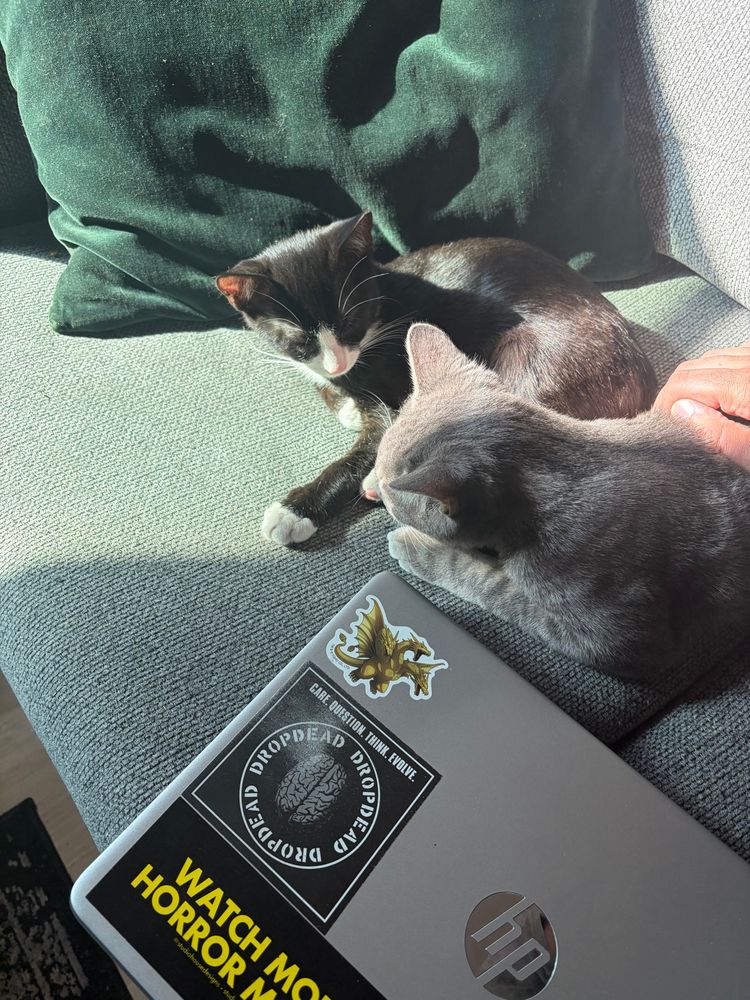A gray tabby dumbass and a tuxedo kitten next to each other in a sun patch on the couch. My laptop with DROPDEAD, Ghidorah, and “Watch More Horror Movies” stickers is there too. 
