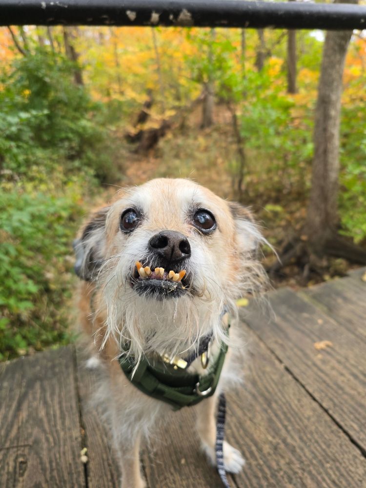 Muttley standing on a bridge with a forest behind