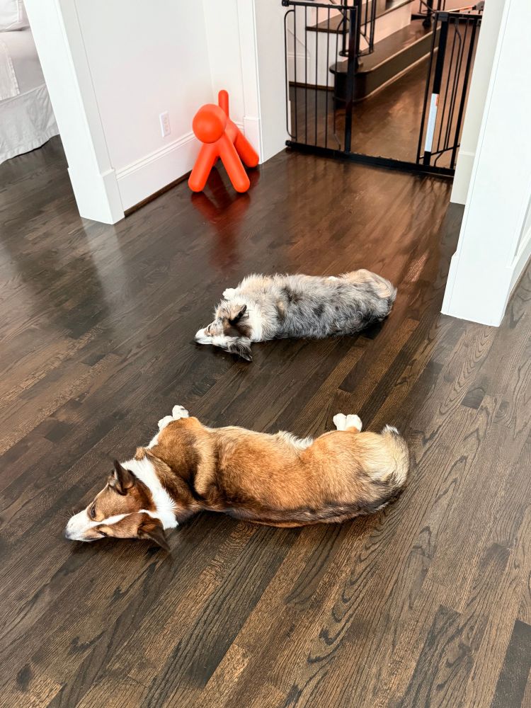 Two Cardigan Welsh Corgis lying stretched out on a dark hardwood floor, one sable and white in the foreground and one blue merle in the background, near a doorway with a black pet gate and an orange dog-shaped sculpture in the corner.
