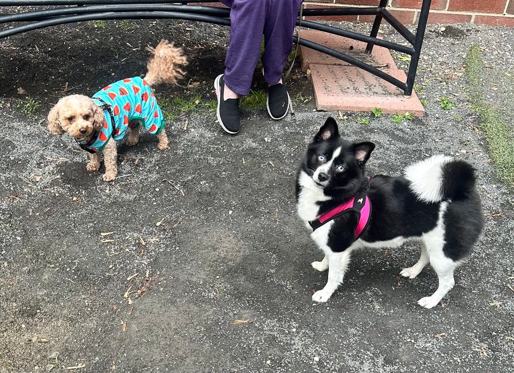 Cute Cavapoochon doggo and an Alaskan Klee Kai/Pomeranian mix 