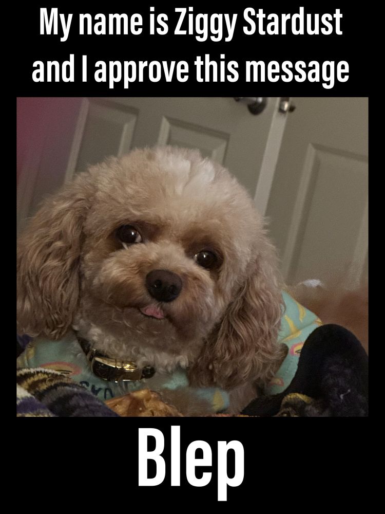 Cute Cavapoochon doggo wearing pajamas doing a blep (bit of tongue shows) Text says 