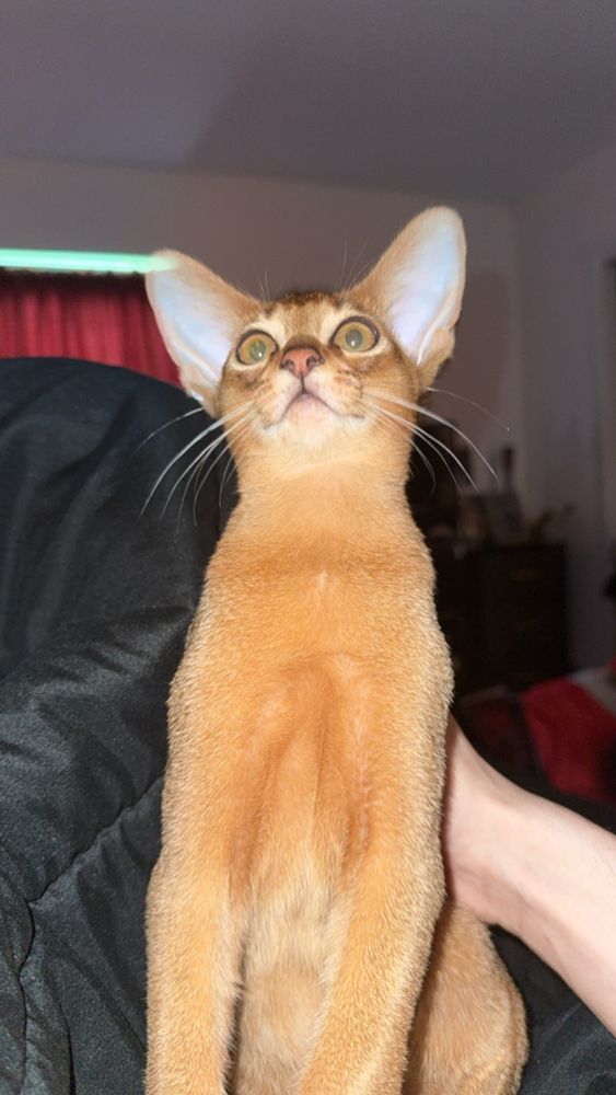 Cute brown-gold Abyssinian kitten looking adorable