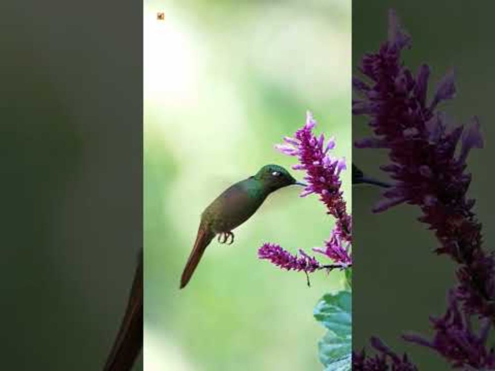 Hummingbird | Hummingbird Sound