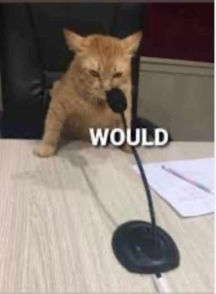 “Would” cat at microphone 