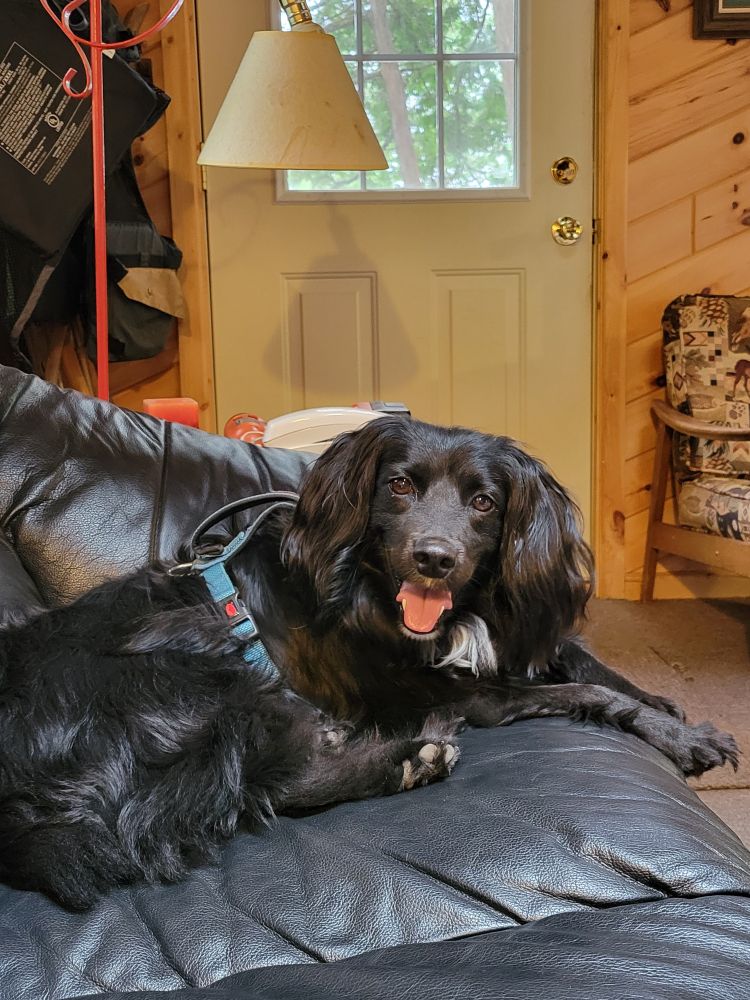 A small black spaniel-ish dog wearing a blue harnessing lying on a black leather sofa is looking at the camera with her head slightly tilted and her tongue hanging out in a doggie smile.