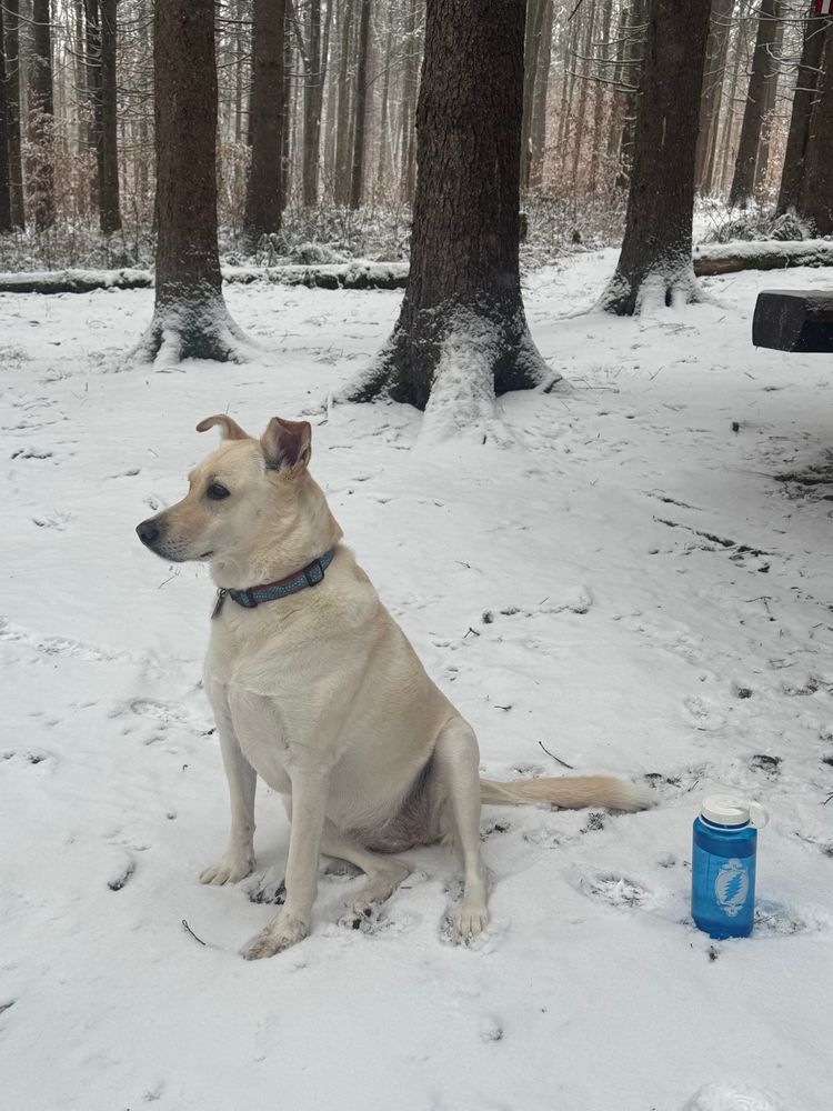 Lab mix dog sitting in the snow with a Grateful Dead water bottle.