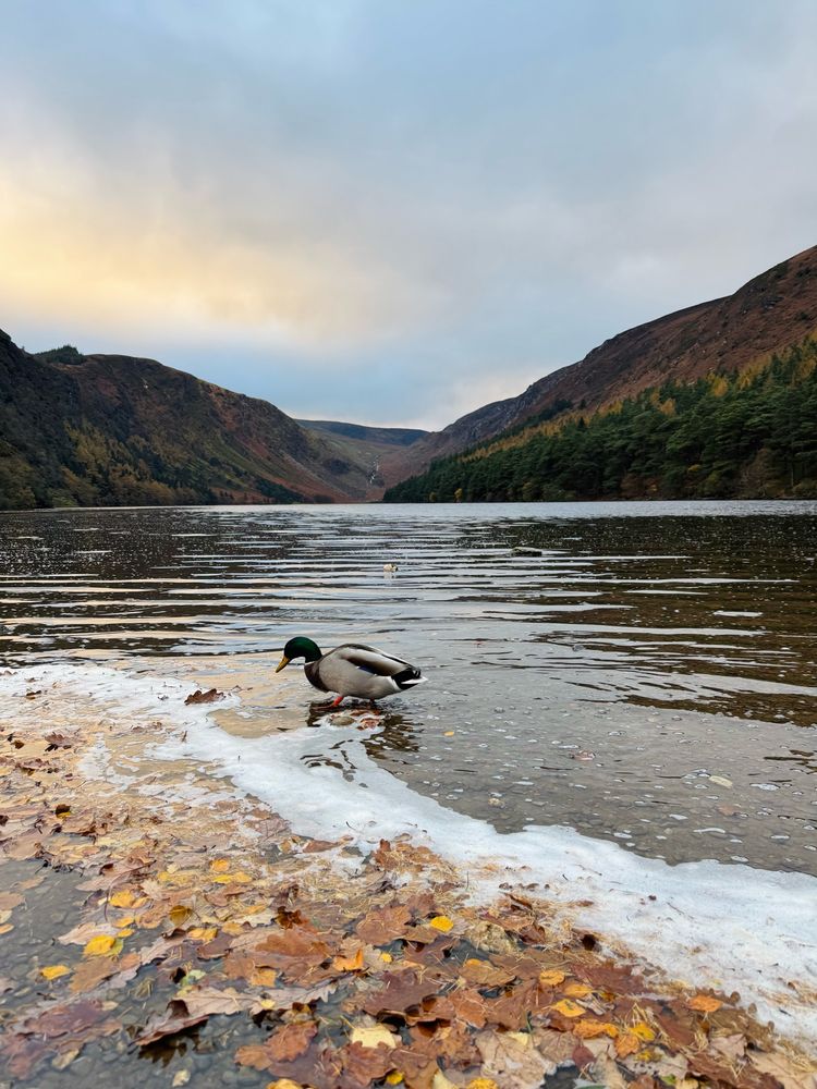 Handsome duck in front of lake